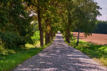 Country road,green trees and sun.Poland