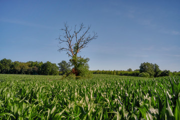 Beautiful rural landscape, in the foreground a field of corn, Poland