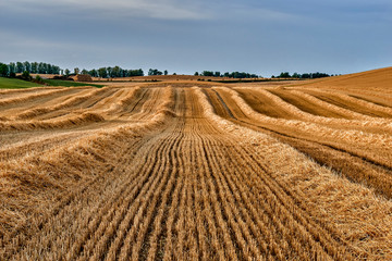 Fototapeta premium Field of ripening cereal, Poland around the town of Sztum