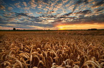 Beautiful summer sunset over fields