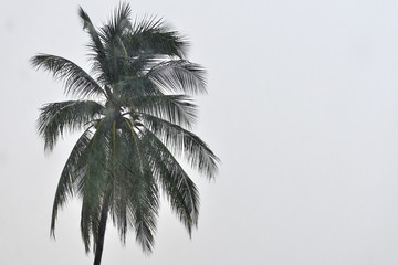 Coconut tree under tropical rain against the gray sky. Tropical background
