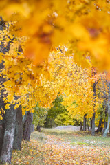 Naklejka premium Leaves With Autumn Colors. yellow maple leaves