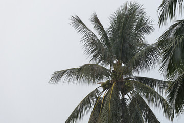 Fototapeta na wymiar Coconut trees under tropical rain against the gray sky. Tropical background