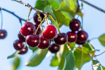 Obraz premium Sweet cherry red berries on a tree branch