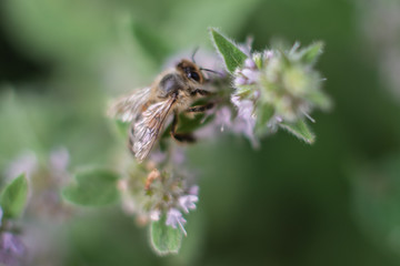 Bee on mint flower - fresh mint
