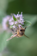Bee on mint flower - fresh mint