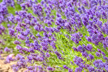 Field of lavender, flower background