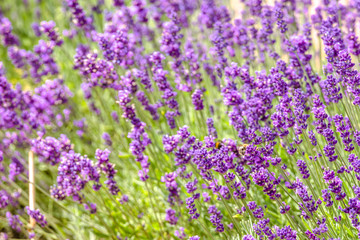 Naklejka na ściany i meble Blooming flower of lavender in the garden. Purple flowers, background.