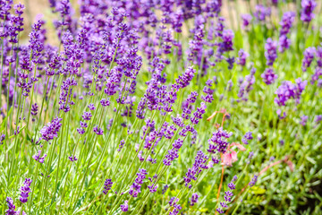 Blooming garden lavender flowers, purple background.