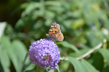 A butterfly on a buddleia flower