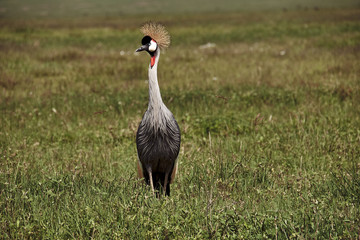 African Grey Crowned Crane (Balearica regulorum) in nature surrounding