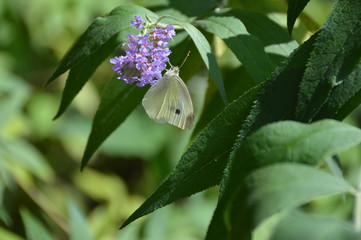 A butterfly on a buddleia flower