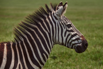 Fototapeta na wymiar portrait of zebra in the national park
