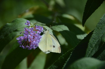 A butterfly on a buddleia flower