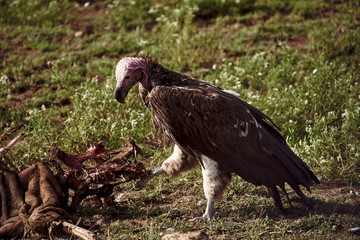  vultures eating carrion in kenya