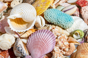 Colourful mix seashell background, horizontal composition