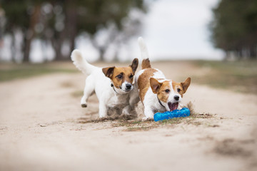 jack russell terrier dog