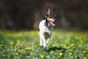 toy fox terrier dog