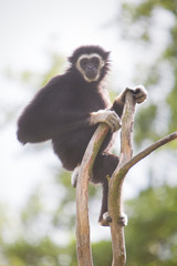 Gibbon sits on top of a tree in the jungle