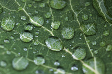 water drops on green leaf