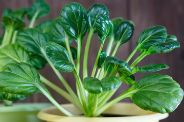 Natural vegetarian food, raw food diet. Healthy healthy vitamin nutrition. Growing plants at home...