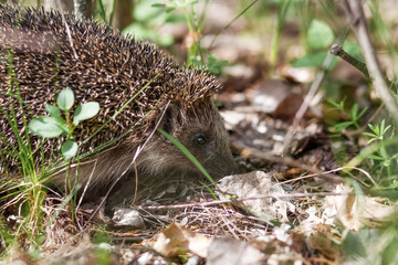 hedgehog