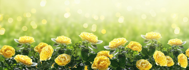 Mysterious spring or summer background  in pastel colors with blooming yellow roses flowers blossom...