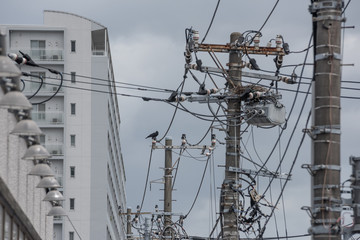 a crow and a nest on utility pole in Japan