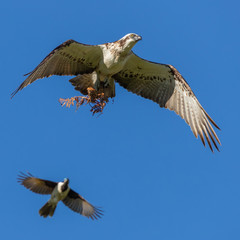 Osprey in flight chased by blue faced honeyeater