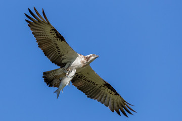 Osprey in flight with mullet