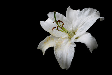 Fototapeta na wymiar White lily on black