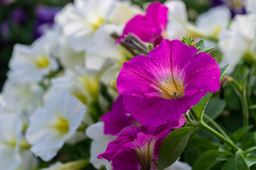 Obraz premium Petunias in flowerbed