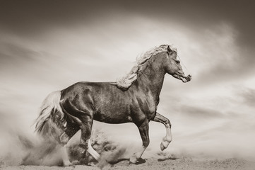 Obraz na płótnie Canvas Chestnut wild pony in desert