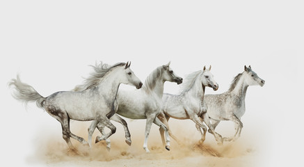 Four beautiful arabian horses