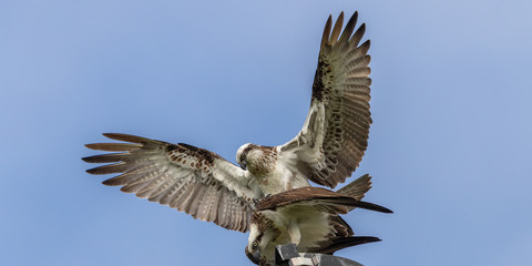 Osprey Breeding