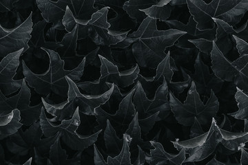black ivy leaves close up. texture and background for designers. symmetrical leaves