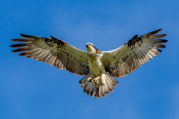 Osprey in flight