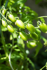 Mini Rispentomaten am Strauch im Garten