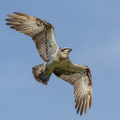Osprey in flight