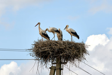 Storks in the nest