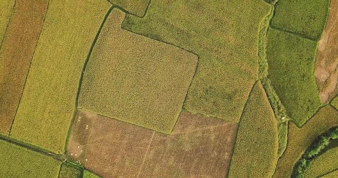 aerial high angle shot above patterns of rice fields with different shades of green. Luc yen, Vietnam