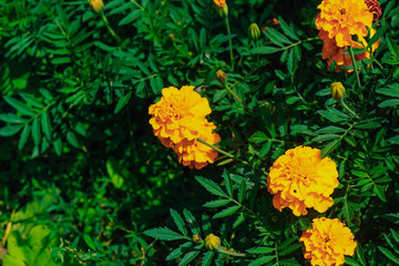 blooming marigolds in the garden. Close-up of flowers. Beautiful marigolds in green