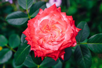 two-tone white rose with red in the garden on a green background. view from above. space for text