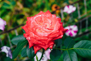 two-tone white rose with red in the garden on a green background. view from above. space for text