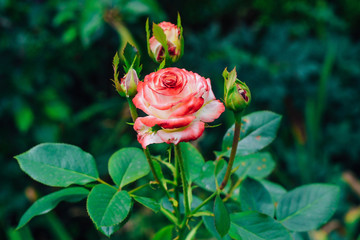 two-tone white rose with red in the garden on a green background. view from above. space for text