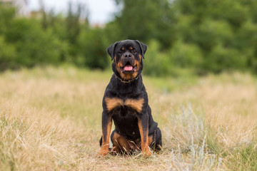 rottweiler dog animal portrait