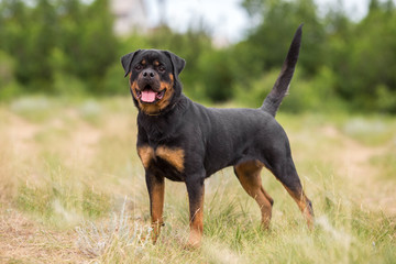 rottweiler dog animal portrait