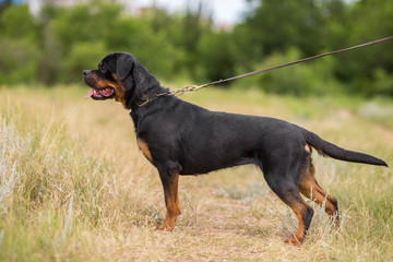 rottweiler dog animal portrait