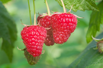 Closeup of raspberry berries growing in the garden