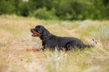 rottweiler dog animal portrait